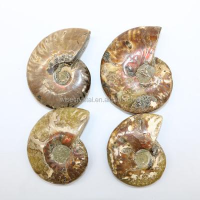 China Natural Specimen of Snail Crystal Stone Ammonite Fossil Crystal from Europe for sale