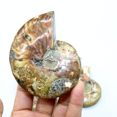 China Wholesale Natural Europe Rainbow Ammonite Conch Fossils for sale