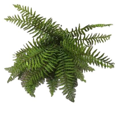 China Minimalist Tizen Homeware Fern Artificial Eco - Friendly Artificial Fern 18heads H=54CM for sale