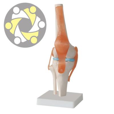 China Skeleton Knee Joint Education Artificial Plastic Ligament Functional Knee Joint Model for sale