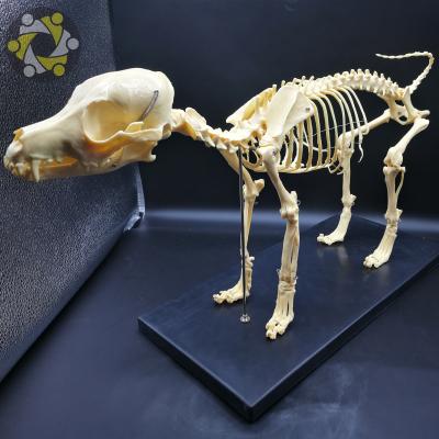 China Canine Skeletal Model Education Medical Science Biology Teaching Animal Dog To Studying for sale