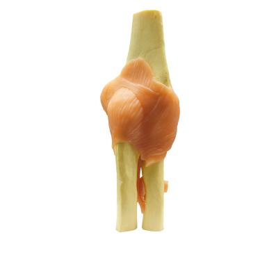 China Life Size Elbow Joint Education Medical Science Teaching Skeletal Model with Ligaments for sale