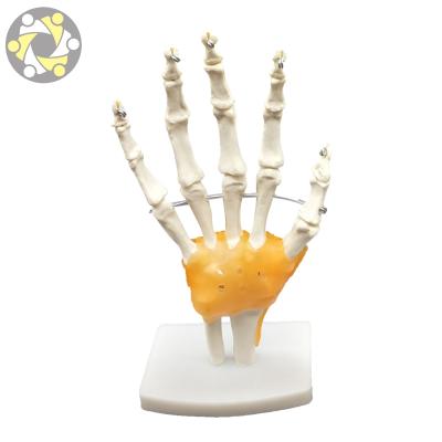 China Education teaching joint life size hand skeletal model with ligaments for sale