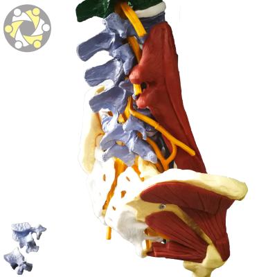 China Education colorful spine with pelvis muscle plastic spine skeletal model for sale