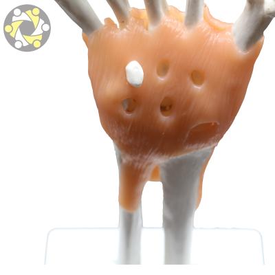 China Education human skeletal model of joint plastic life size hand with ligaments for teaching medical for sale