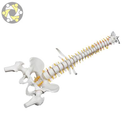 China Flexible Education 45CM Spine Spine Model With Pelvis For Education for sale