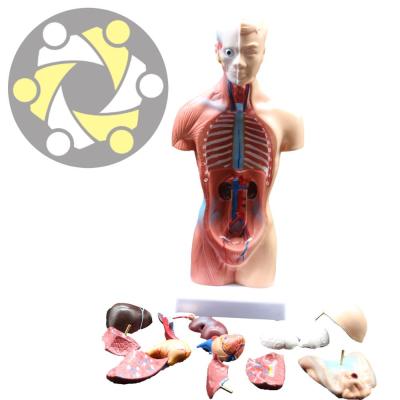 China Education 26 Cm Torso Model Anatomy Human Body Organs 15 Parts for sale