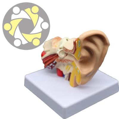 China Human ear teaching life-size anatomical model Education For Medical School for sale