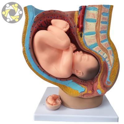 China Pregnancy Human Fetal Growth Education Anatomical Models During Pregnancy for sale