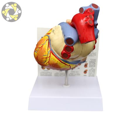 China Education Teaching Heart Anatomical Model For Medical School Large Size Heart Model for sale