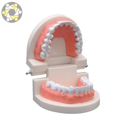 China Education Normal Tooth Soft Gums Teaching Model 28 Teeth Laboratory Anatomical Dental Demonstration for sale