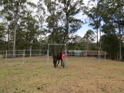 China Portable Horse Pens For Sale Heavy Duty 6 Oval Rail - Cattle Yards Horse Panels Round for sale