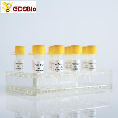 China SYBR QPCR verde mezclado con ROX para ABI Roche ADN PCR en tiempo real en venta