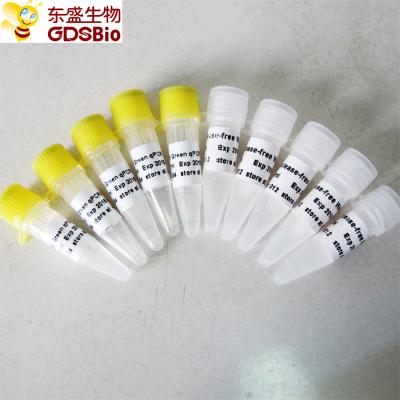 China SYBR Green qPCR Mix low ROX+ for Roche ABI DNA real time PCR 5ml for sale