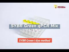 SYBR Green QPCR Mastermix Low ROX+ P2091a P2092a