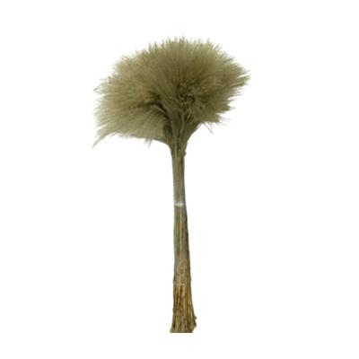 China Natural Dry Tubular Soap Flower Flower Window Decoration Home Immortal Decoration for sale