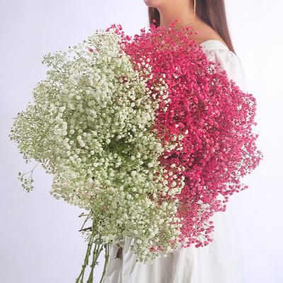 China Real dry natural large cluster of flowers amazon warm fresh grass flower party dry crystal decoration flowers for sale