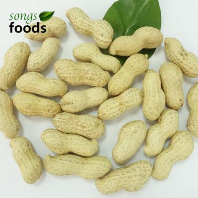 China Fresh Wholesale Organic Raw Peanuts In The Shell 11/13 Ton Price for sale