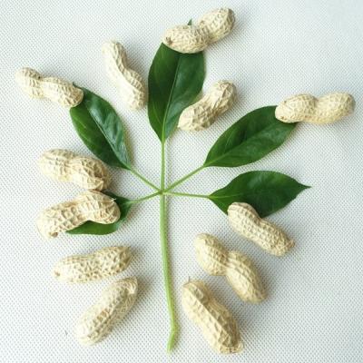 China Shell Dry Vacuum Packed Peanuts for sale