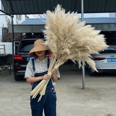 China Life Like YANXIN Pink White Feathery Stipe Hot Selling Natural Dry Decorative Pampas Grass for sale