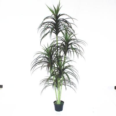 China Plastic+wire+PE 5135 Stitch 185CM Artificial Yucca Yucca Tree from rostrata plant for sale