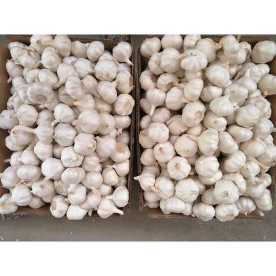 China Holland Fresh Home Fresh Natural Organic Pure White Garlic for sale