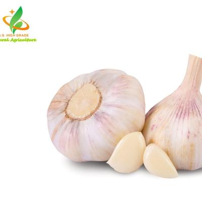 China High Grade Vacuum Packed Fresh Peeled Garlic Professional Supplier for sale