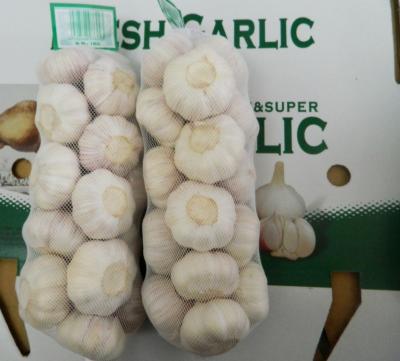 China 2021 best quality fresh healthy dry garlic professional supplier on sale for sale