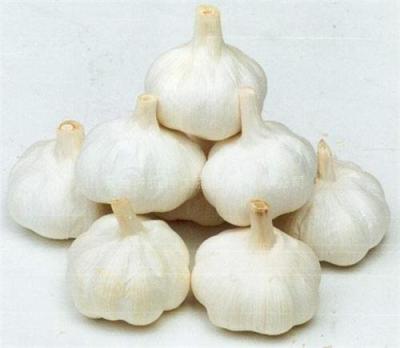 China Directly Supply Best Fresh Chinese Quality Manufacturer Fresh White Garlic for sale