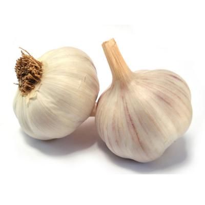 China alibaba fresh high quality new product garlic wholesale export price in china for sale