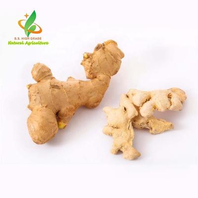 China Manufacturer Supply Fresh Light Yellow Dehydrated Ginger Whole for sale