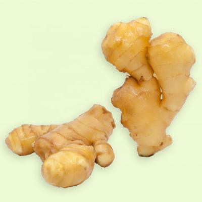 China Fresh Chinese Shandong Fresh Ginger 2021 Newest Culture for sale