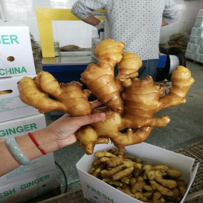 China 2017 fresh new fresh ginger for sale