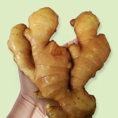 China Chinese Newest Young Fresh Yellow Shandong Factory Direct Sale Ginger for sale