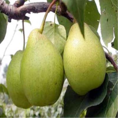 China Shandong fresh fresh pear for sale