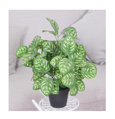 China Artificial Calathea Makoyana Contemporary Evergreen Tree Plant Tree For The Perfect Office Housewarming Gift for sale