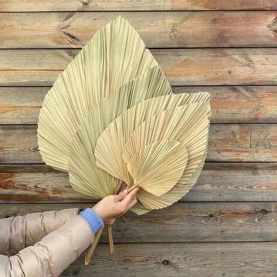 China Beautiful colorful artificial natural processed dry palm leaves dry bleached fan leaf for wedding flower arranging decoration for sale