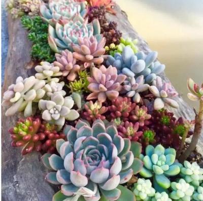 China Succulents Beautiful Arrangement Indoor Outdoor Hanging Artificial Plants Colorful Mini Succulent Cacti Wholesale Decorative Assortment On Sale for sale