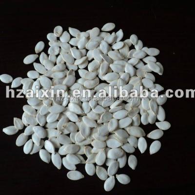 China New Cultivation Snow Dried White Pumpkin Seeds In Shell Size 12 Cm for sale