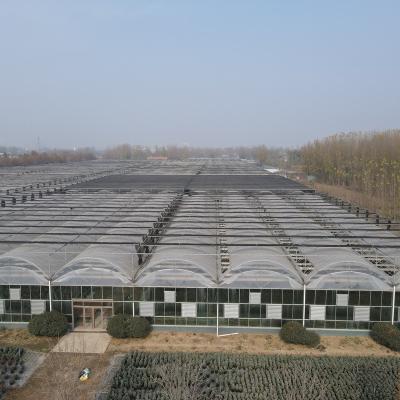 China PE 200 micron film greenhouse commercial pe film greenhouses automated light deprivation blackout greenhouse for sale