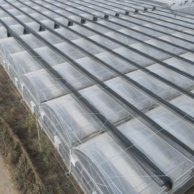 China PE Agricultural Multi Span / Full Set Polycarbonate Span Single Design Film Greenhouse Greenhouse for sale