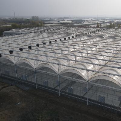 China PE Venlo Roof Miniature Greenhouse Glass Panels For Glass Greenhouse for sale