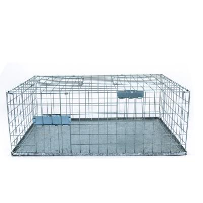 China Viable Collapsible Galvanized Pigeon Bird Trap Feral Pigeon Trap Cage for sale