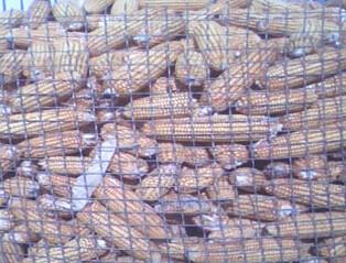 China Barn industrial Roll Wire Mesh galvanised wire fencing for Agriculture for sale