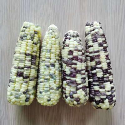 China 2021 Fresh Mottled Fresh Viscous Corn Cob With Vacuum Packing for sale