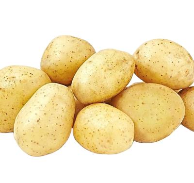 China Fresh fresh potato export overseas to produce potato chips for sale