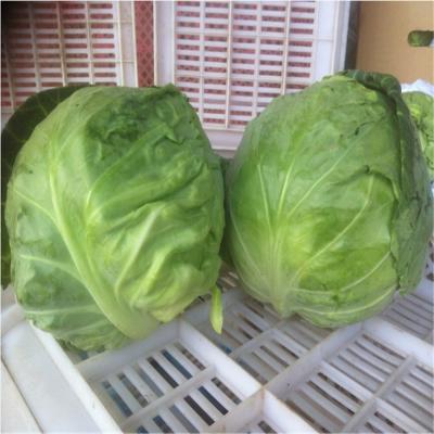 China 2021 fresh healthy natural fresh cabbage vegetables for sale for sale