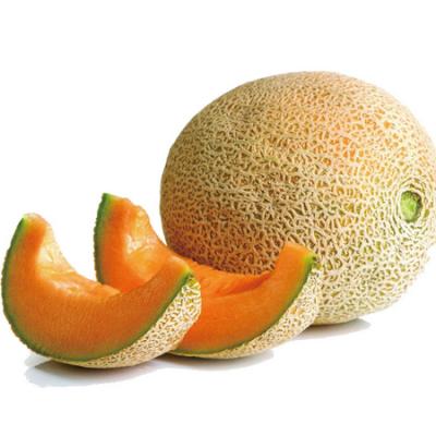 China Fresh hot offer China hami sweet melon exporting to Thailand for sale