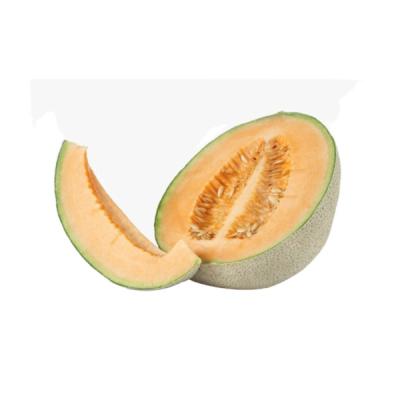 China Fresh hot tender took cantaloupe-hami melon with low price for sale