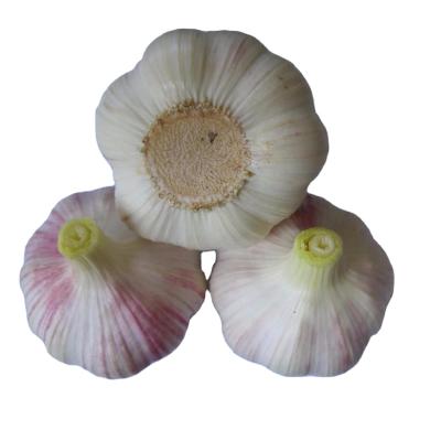 China Kind of Fresh Garlic Fresh Vegetables Product with Great Quality for sale